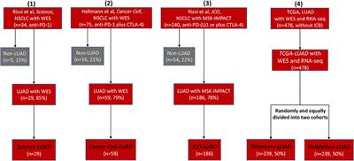 Association of MSH2 Expression With Tumor Mutational Burden and the Immune Microenvironment in Lung Adenocarcinoma